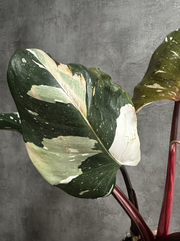 Філодендрон Red Anderson variegated