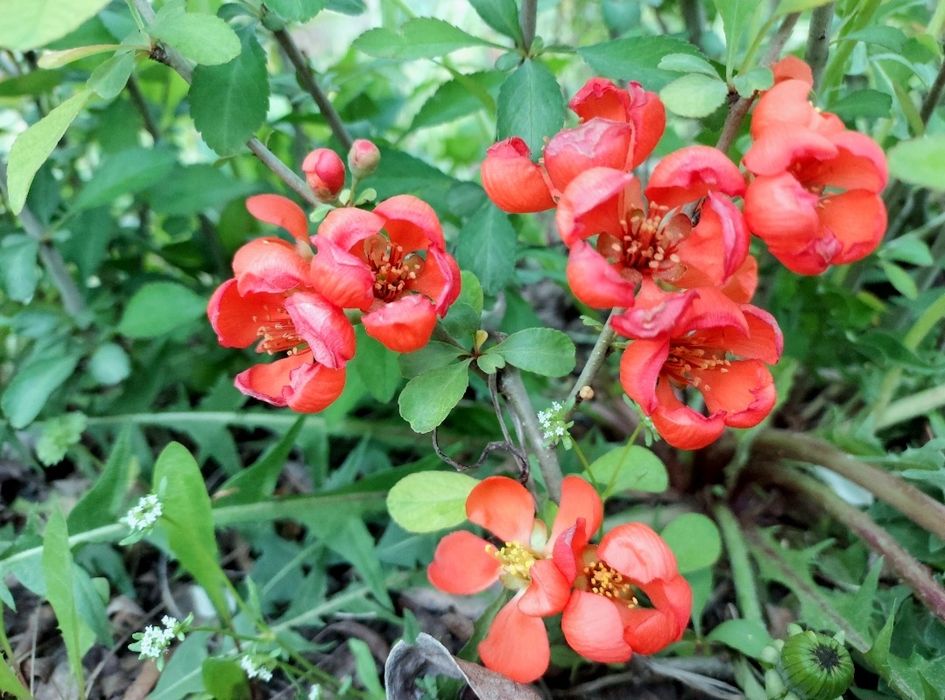 Хеномеліс (айва японська) Оранж Трейл