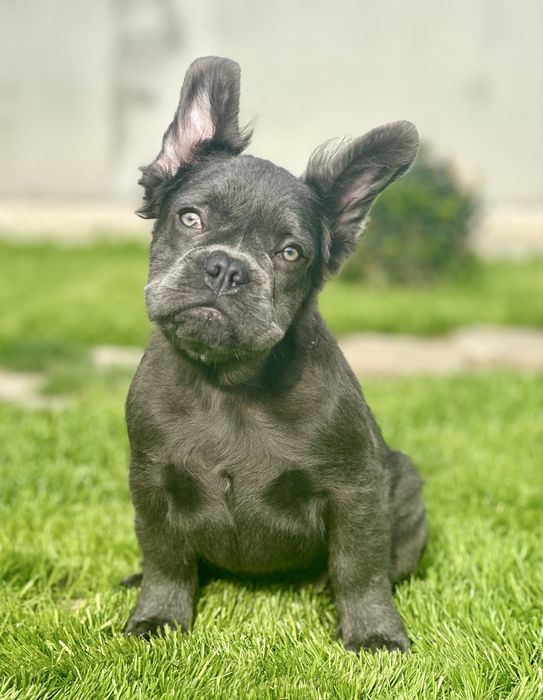 Флаффи! Голубая девочка!