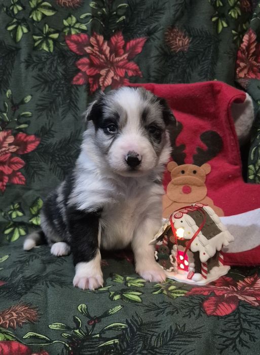 Border collie suczka blue merle