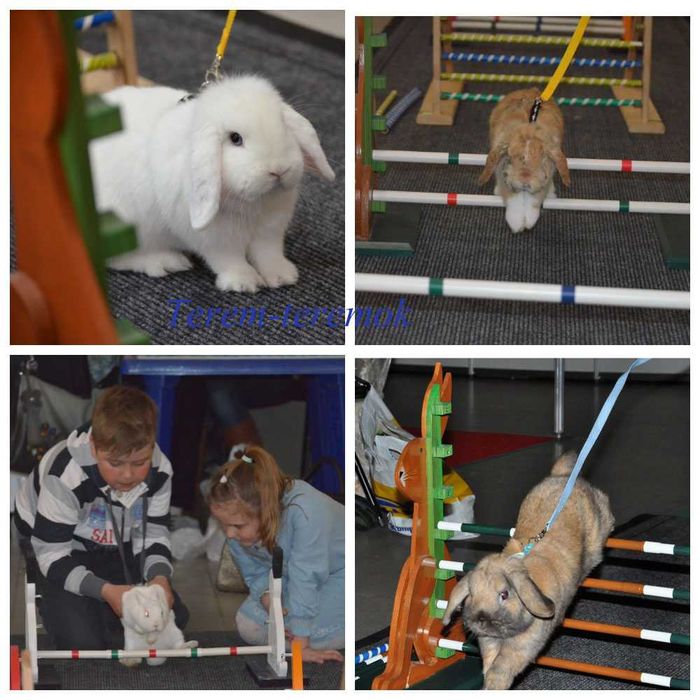 Карликові породисті кроленята! Высловухі кролики міні!