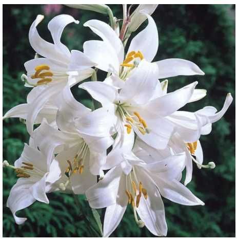 белые нарциссы луковицы