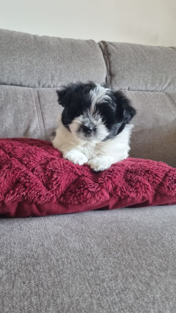 Maltipom miniaturowy