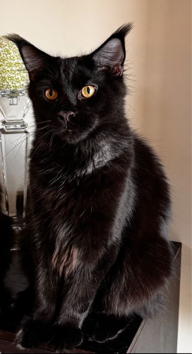 Maine Coon kocur
