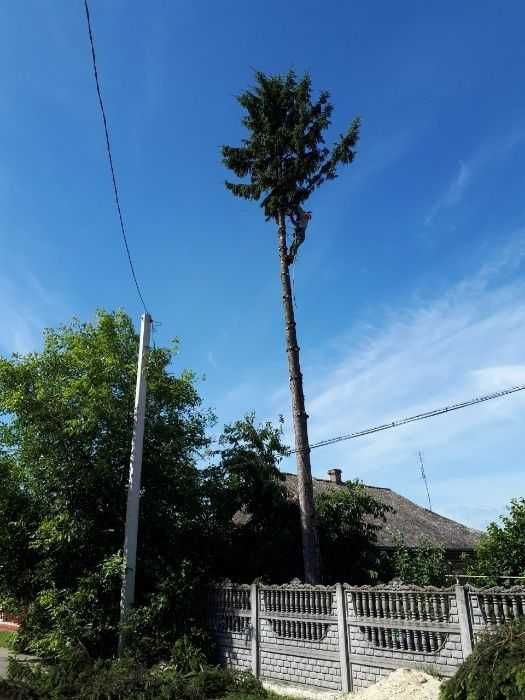 Зрізати, зрізання, видалення, срезать дерево. Розчистка ділянок.