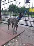 Chart angielski whippet pies