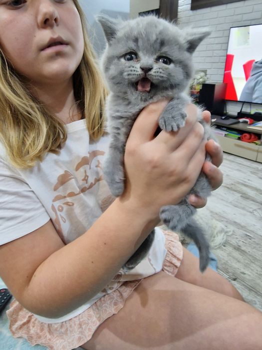 Szkocka koteczka"EMI"