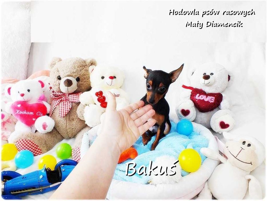 Mały Piesek BAKUŚ Ratlerek /sarenka Pinczer miniaturowy 5m-cy Rodowód