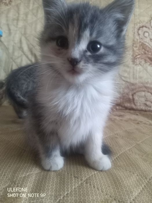Віддам кошенят в добрі руки