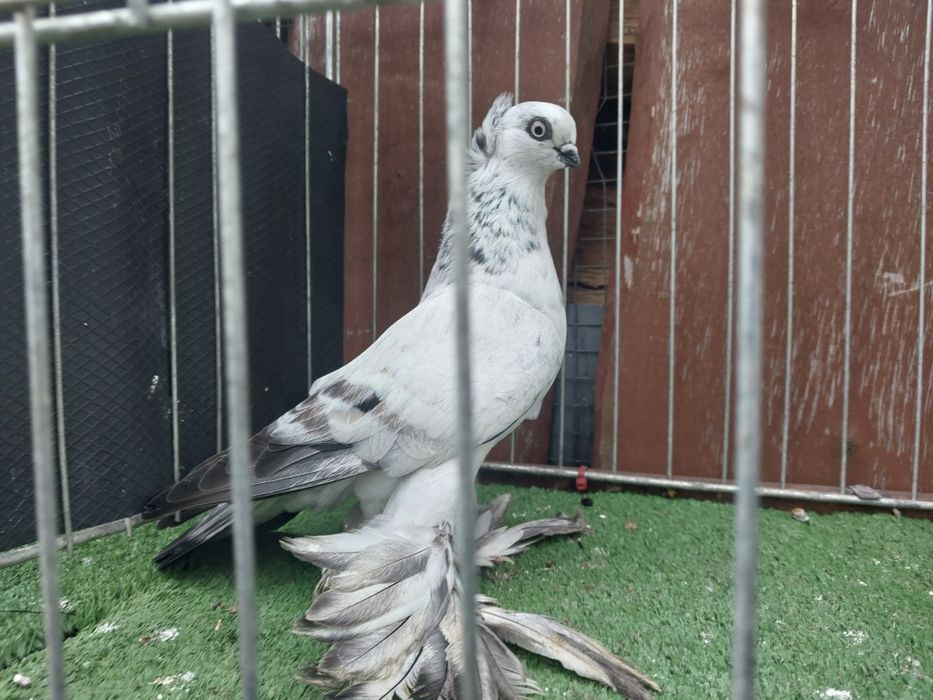 Gołębie wywrotki wschodniopruskie