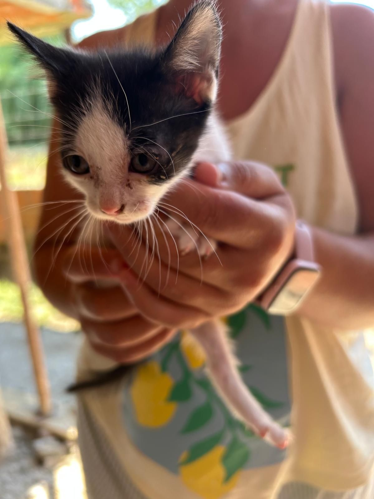 Gatinhos para adopção