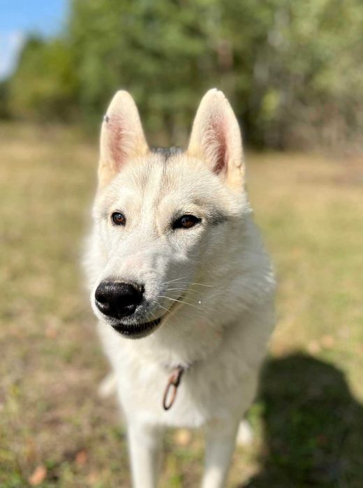 9mcy samiec Siberian Husky do kochania i biegania rod Adopcja