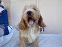 Cockapoo F1 , piękny piesek złoto- biały