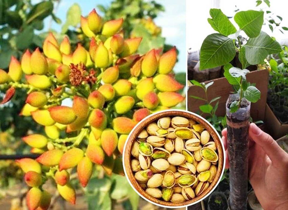 Фисташковое дерево (Киргизское)