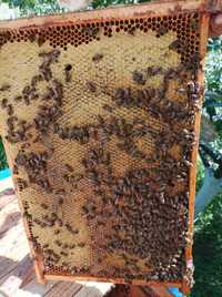 Бджоли бджолосімї