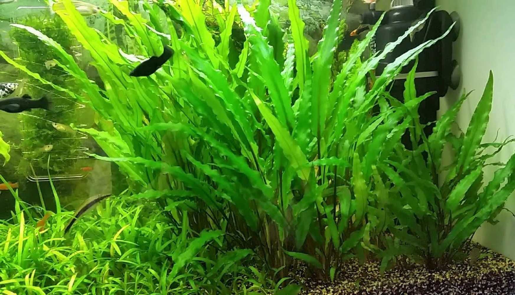 Cryptocoryne Wendtii Green.