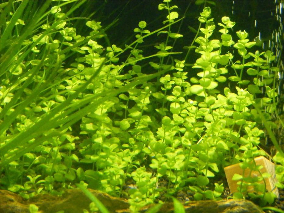 GB micrantherum umbrosum okrągłolistne