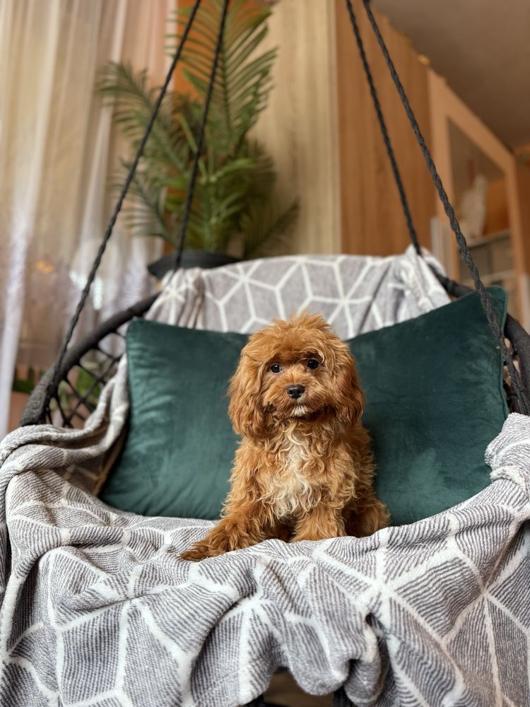 Cavapoo f1 chłopiec red rudy samiec pies pudel