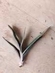 кактусы и суккулентные растения,Gasteria mizuki