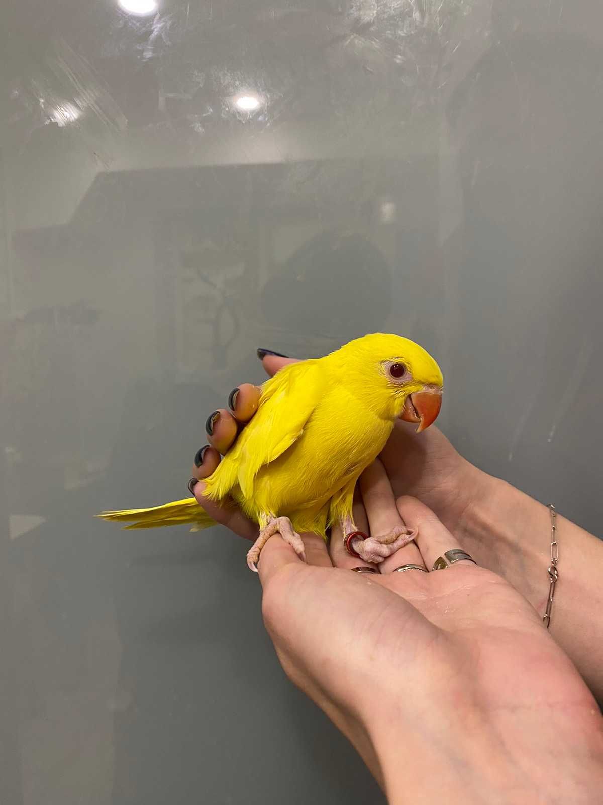 Желтый попугай, желтый ожерелка, ручной ожереловый попугай