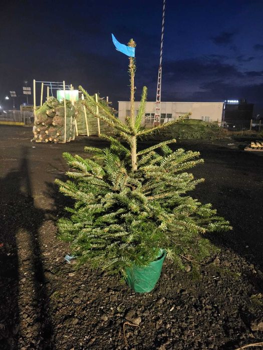 Jodła kaukaska w donicy. Dostępna KAŻDA ilość