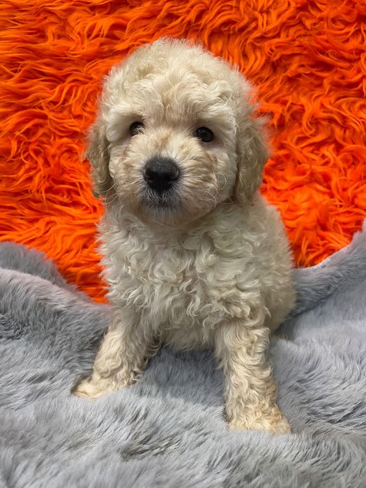 Sprzedam pięknego pudla