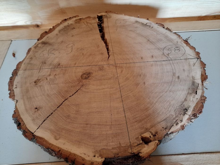 Plaster drewna. Dąb 58cm.