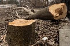 Wycinka drzew i krzewów karczowanie cięcia pielegnacyjne