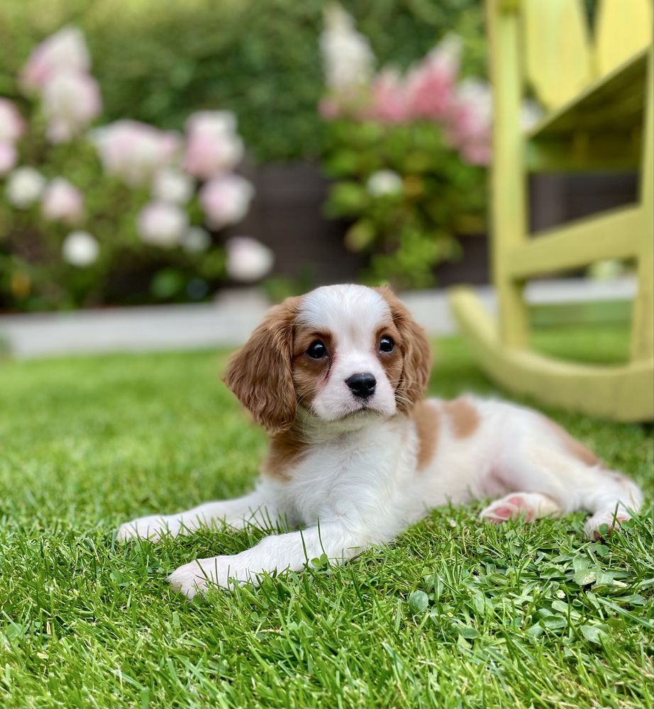Cavalier king charles spaniel/sunia