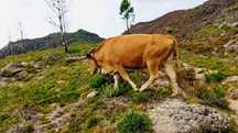 3 vacas disponíveis — 1 de raça autóctone Minhota