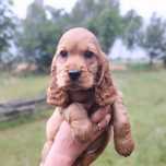 Cocer spaniel złoty