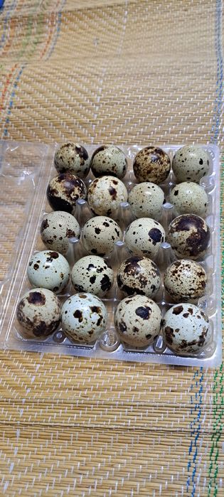 Перепелині яйця.