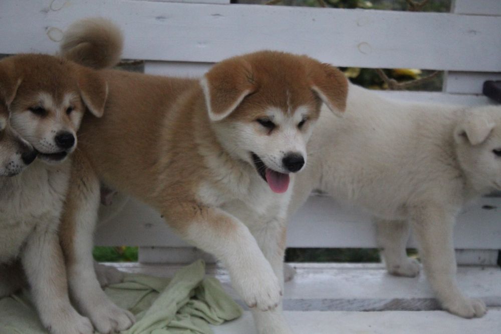Чудові цуценята акіта іну КСУ.