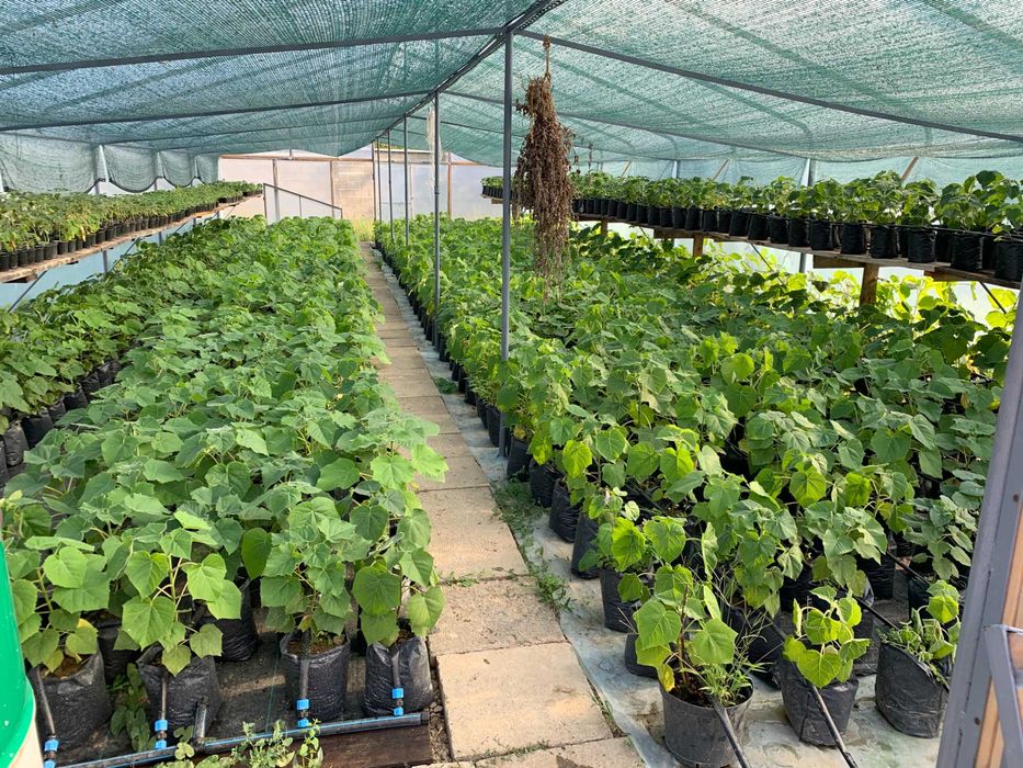 Павловнія Pao Tong ЗЕТ-07 промислова