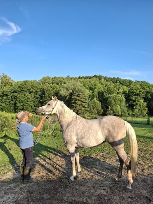 Klacz czystej krwi arabskiej