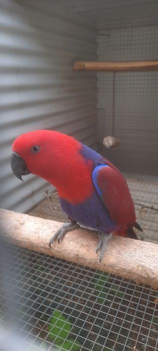 Ecletus Roratus Fêmea