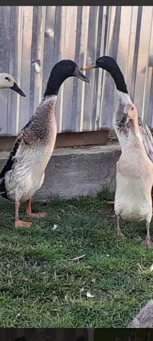 продам качки бигунки индийськи