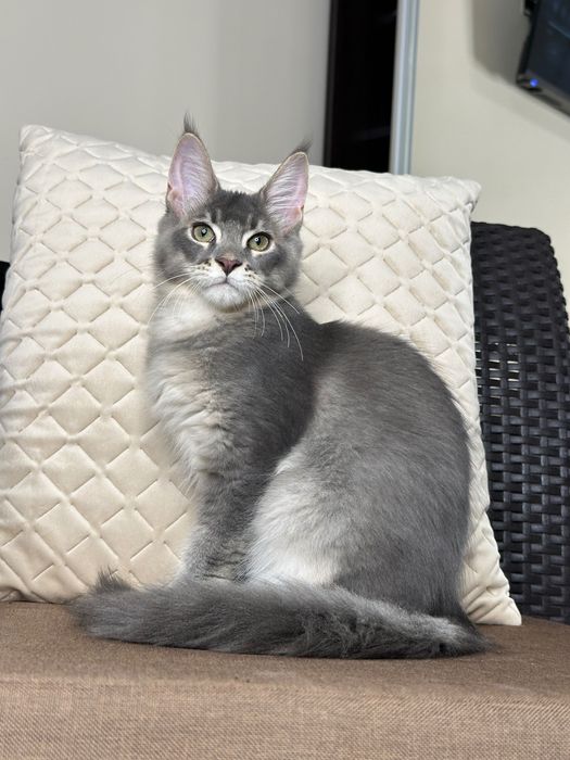 Ludovik-Kocurek Maine Coon