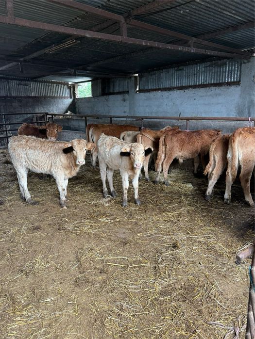 Vitelos e vitelas cruzados de limousine