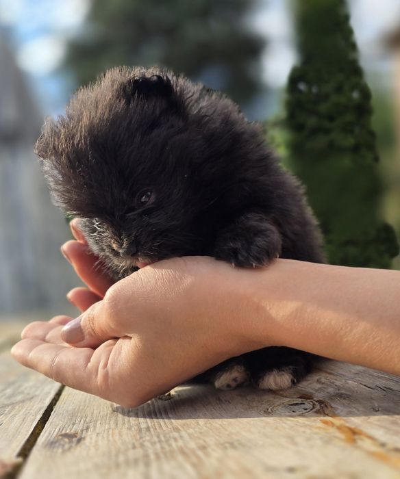Pomeranian  Szpic miniaturowy