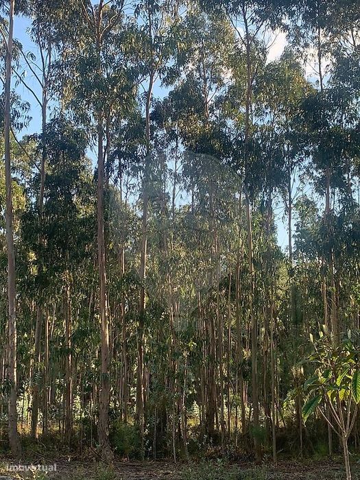 Terreno  para venda