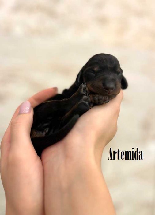 Jamnik standardowy krótkowłosy ZKwP  FCI merle / czarny podpalany