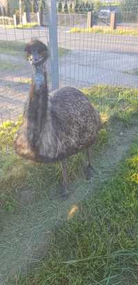strusie EMU sprzedam