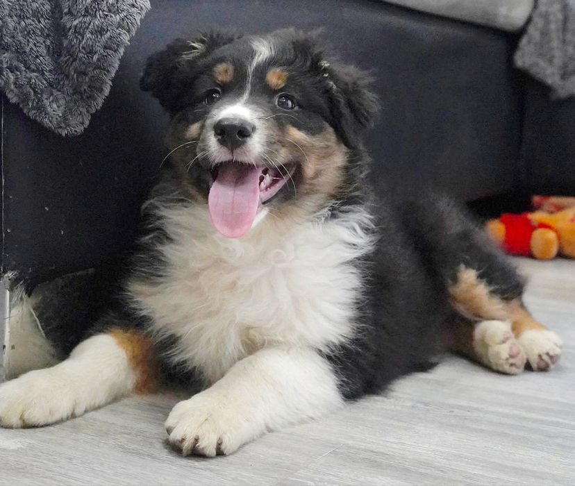 Owczarek australijski typ amerykański aussie szczeniak krótki ogonek