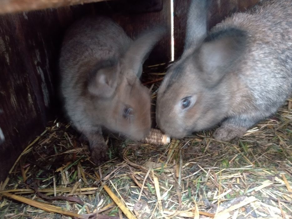 Młody samczyk z kwietnia rex