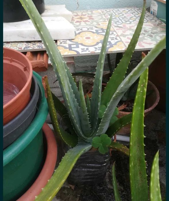 Aloé Vera em vaso