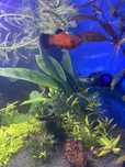 1 macho Moly e 1 casal de platy troco por guppys
