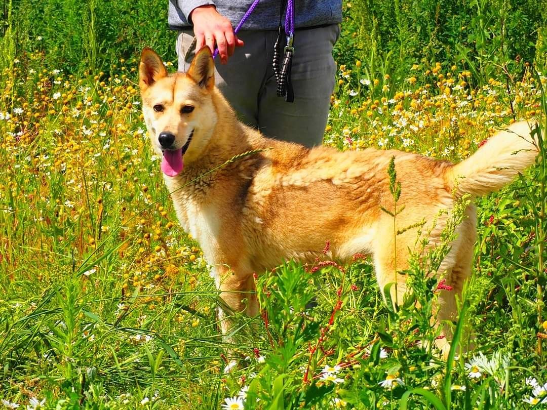 Wesoła przyjacielska sunia kochająca ludzi szuka PILNIE dobrego domku