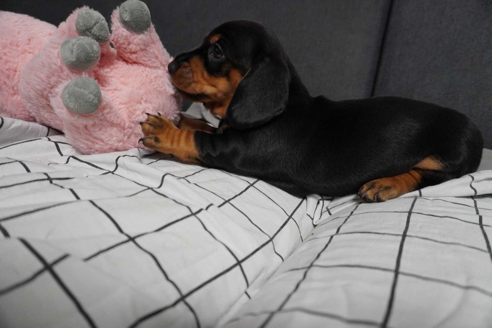 Jamnik suczka szczeniak