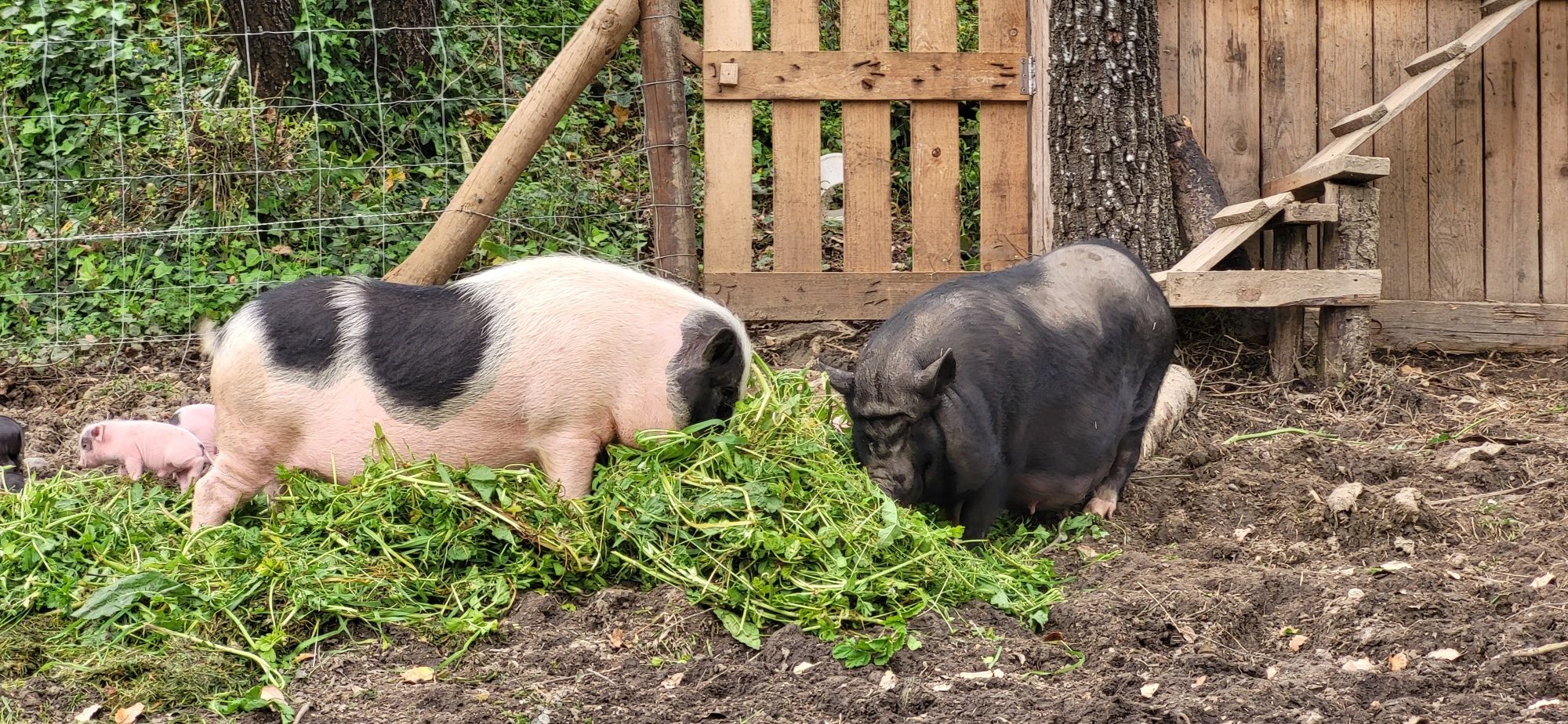 Mini pig | Porco anão capado